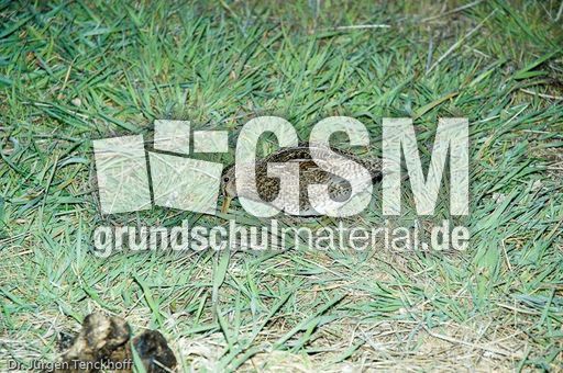 Bekassine (2 von 3).jpg